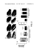 HEPATOCYTE GROWTH FACTOR PATHWAY ACTIVATORS IN FIBROTIC CONNECTIVE TISSUE DISEASES diagram and image