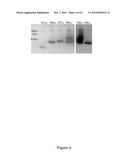  GLP-1 Fusion Peptides, Their Production and Use diagram and image