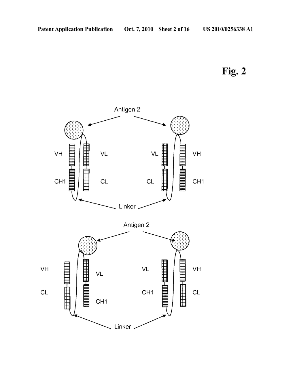 MULTISPECIFIC ANTIBODIES COMPRISING FULL LENGTH ANTIBODIES AND SINGLE CHAIN FAB FRAGMENTS - diagram, schematic, and image 03