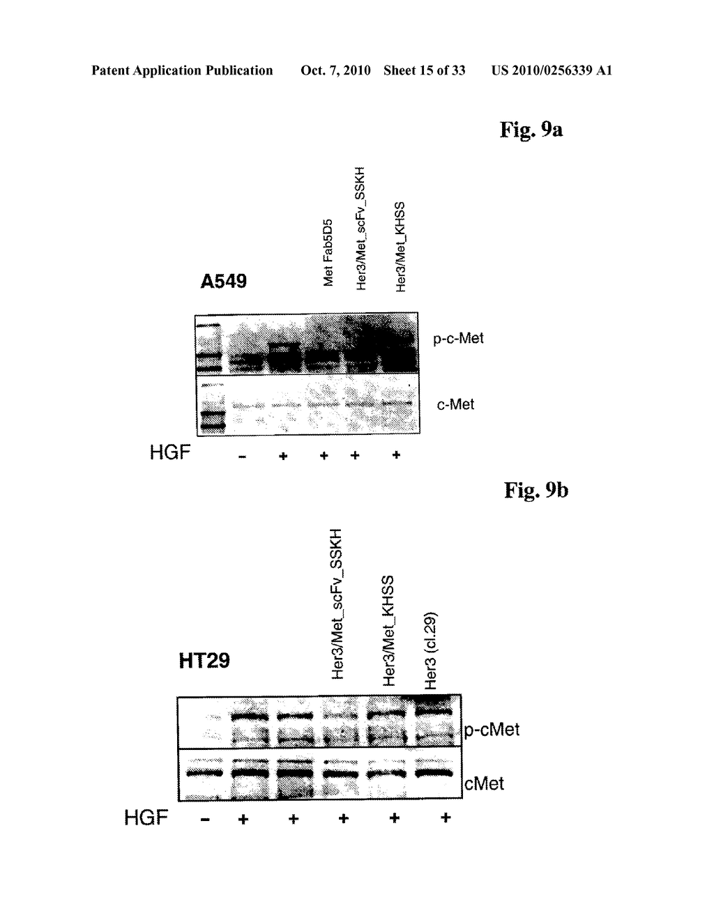 Bispecific Anti ErbB3 / Anti cMet Antibodies - diagram, schematic, and image 16