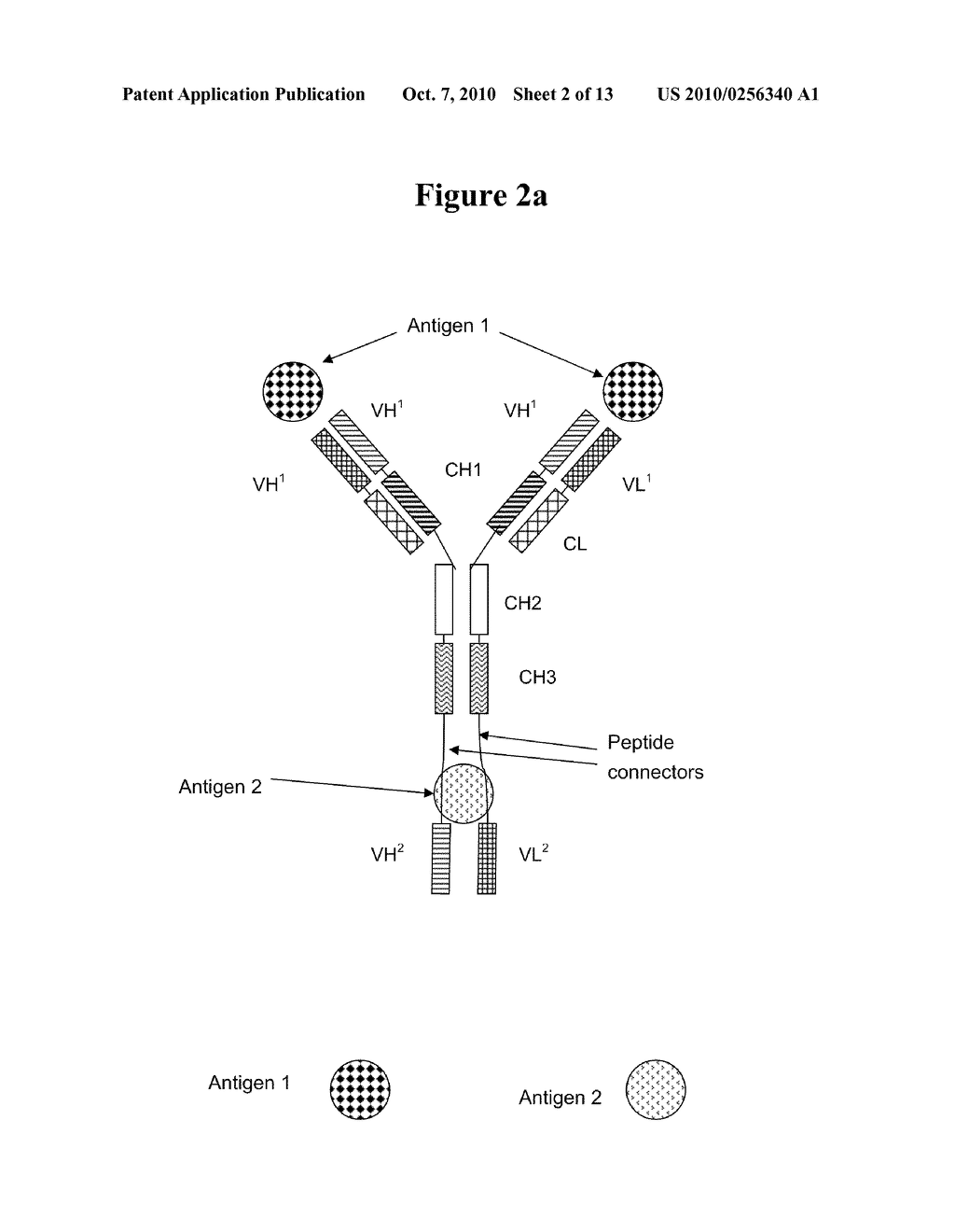 TRIVALENT, BISPECIFIC ANTIBODIES - diagram, schematic, and image 03