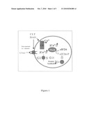 3-3-Di-Substituted-Oxindoles As Inhibitors of Translation Initiation diagram and image