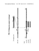 TRANSGENIC ANIMALS FOR ASSESSING DRUG METABOLSIM AND TOXICITY diagram and image