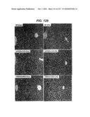 TRANSGENIC ANIMALS FOR ASSESSING DRUG METABOLSIM AND TOXICITY diagram and image