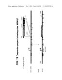 TRANSGENIC ANIMALS FOR ASSESSING DRUG METABOLSIM AND TOXICITY diagram and image