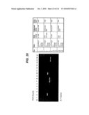 TRANSGENIC ANIMALS FOR ASSESSING DRUG METABOLSIM AND TOXICITY diagram and image