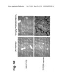 TRANSGENIC ANIMALS FOR ASSESSING DRUG METABOLSIM AND TOXICITY diagram and image