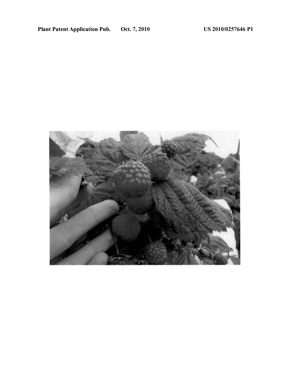 Raspberry Plant Named 'Pacific Royale' - diagram, schematic, and image 03