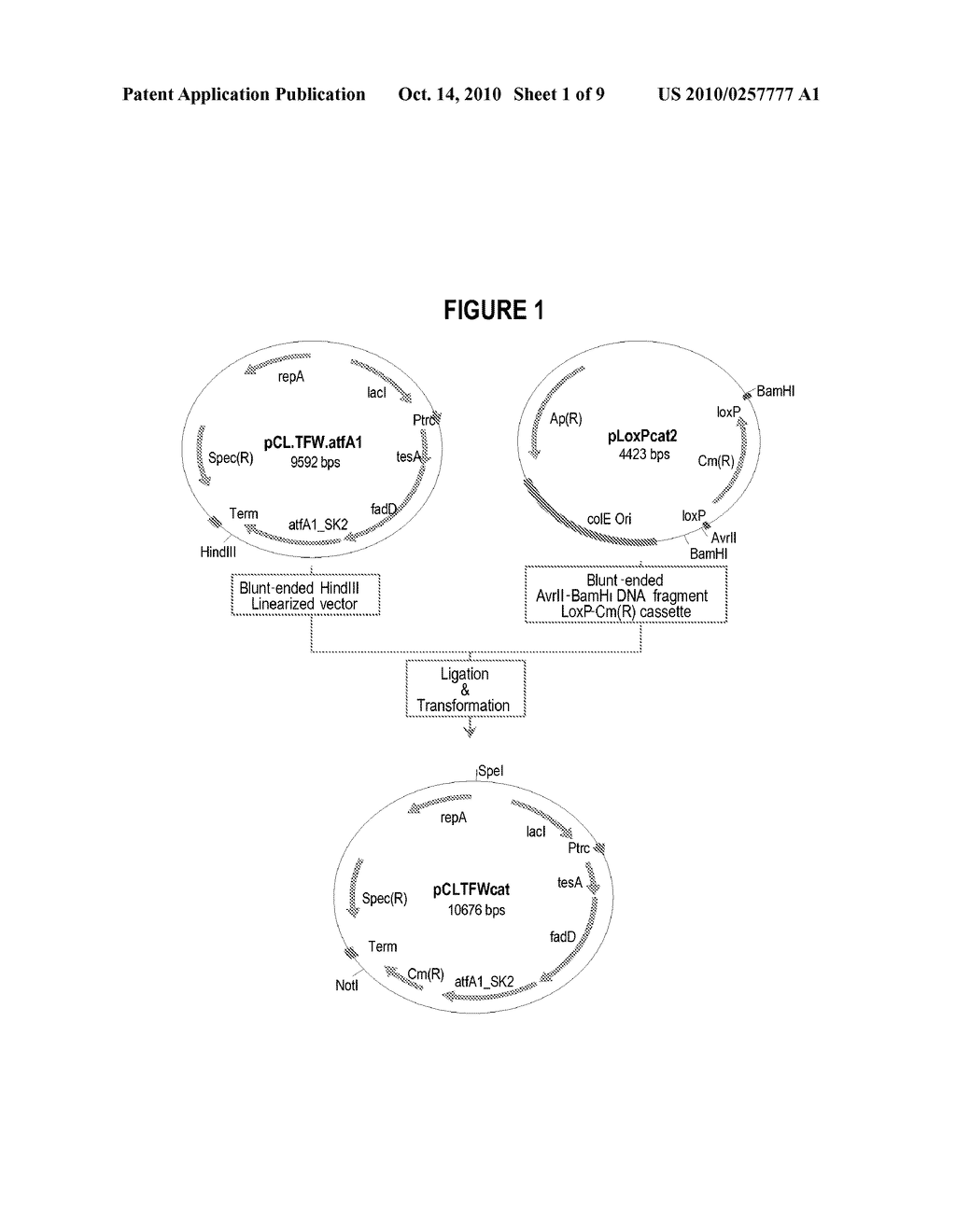 PRODUCTION OF COMMERCIAL BIODIESEL FROM GENETICALLY MODIFIED MICROORGANISMS - diagram, schematic, and image 02