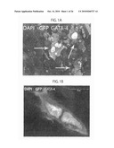 METHOD TO AMPLIFY CARDIAC STEM CELLS IN VITRO AND IN VIVO diagram and image