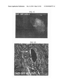 METHOD TO AMPLIFY CARDIAC STEM CELLS IN VITRO AND IN VIVO diagram and image