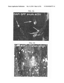 METHOD TO AMPLIFY CARDIAC STEM CELLS IN VITRO AND IN VIVO diagram and image