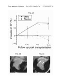 METHOD TO AMPLIFY CARDIAC STEM CELLS IN VITRO AND IN VIVO diagram and image