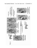 METHOD TO AMPLIFY CARDIAC STEM CELLS IN VITRO AND IN VIVO diagram and image