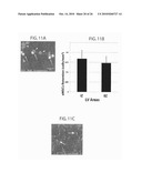 METHOD TO AMPLIFY CARDIAC STEM CELLS IN VITRO AND IN VIVO diagram and image