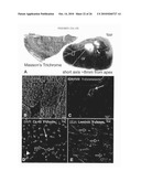 METHOD TO AMPLIFY CARDIAC STEM CELLS IN VITRO AND IN VIVO diagram and image