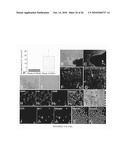 METHOD TO AMPLIFY CARDIAC STEM CELLS IN VITRO AND IN VIVO diagram and image