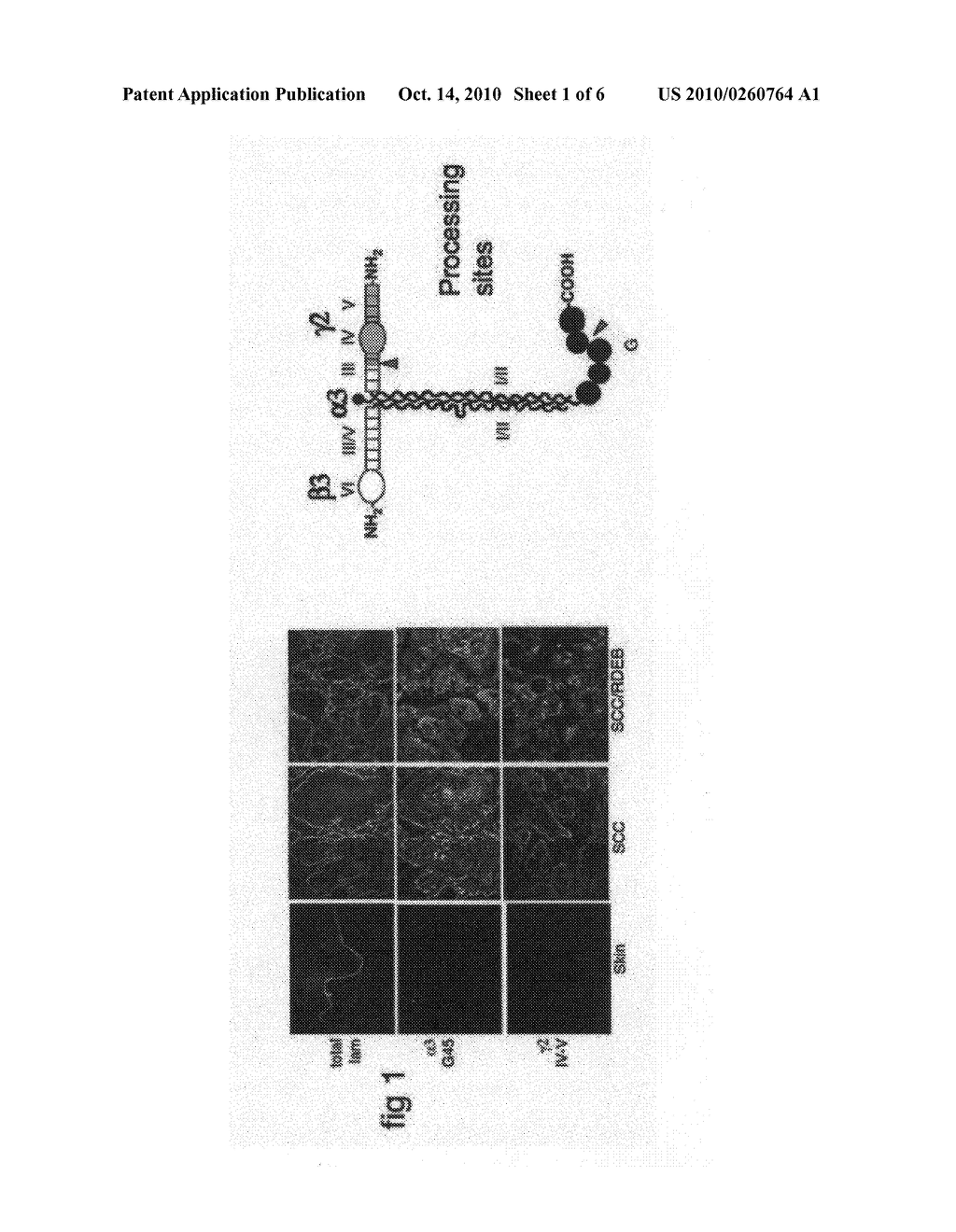 COMPOSITIONS AND METHODS FOR INHIBITING SQUAMOUS CELL CARCINOMA - diagram, schematic, and image 02