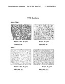 ENDOSIALIN BINDING MOLECULES diagram and image