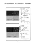 Uniform field magnetization and targeting of therapeutic formulations diagram and image