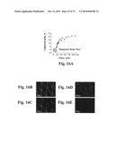 Uniform field magnetization and targeting of therapeutic formulations diagram and image