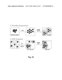 Uniform field magnetization and targeting of therapeutic formulations diagram and image