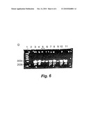 Polysaccharide vaccine for staphylococcal infections diagram and image