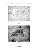 Biocompatible and Biodegradable Biopolymer Matrix diagram and image