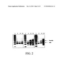 Method for determining the specific growth rate of a distinct cell population within a non-homogeneous system diagram and image