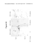 INTERFERON ALPHA-INDUCED PHARMACODYNAMIC MARKERS diagram and image