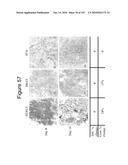 INTERFERON ALPHA-INDUCED PHARMACODYNAMIC MARKERS diagram and image