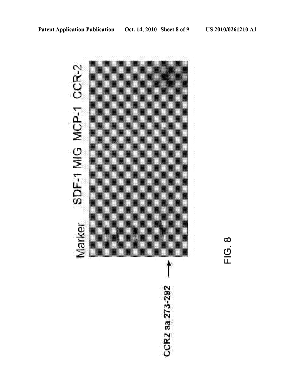 COMPOSITIONS AND METHODS FOR DIAGNOSING AND TREATING PROSTATE CANCER - diagram, schematic, and image 09