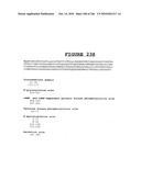 Secreted and transmembrane polypeptides and nucleic acids encoding the same diagram and image