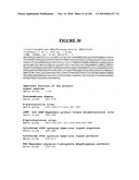 Secreted and transmembrane polypeptides and nucleic acids encoding the same diagram and image