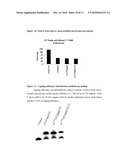 Dinucleotide MRNA CAP Analogs diagram and image