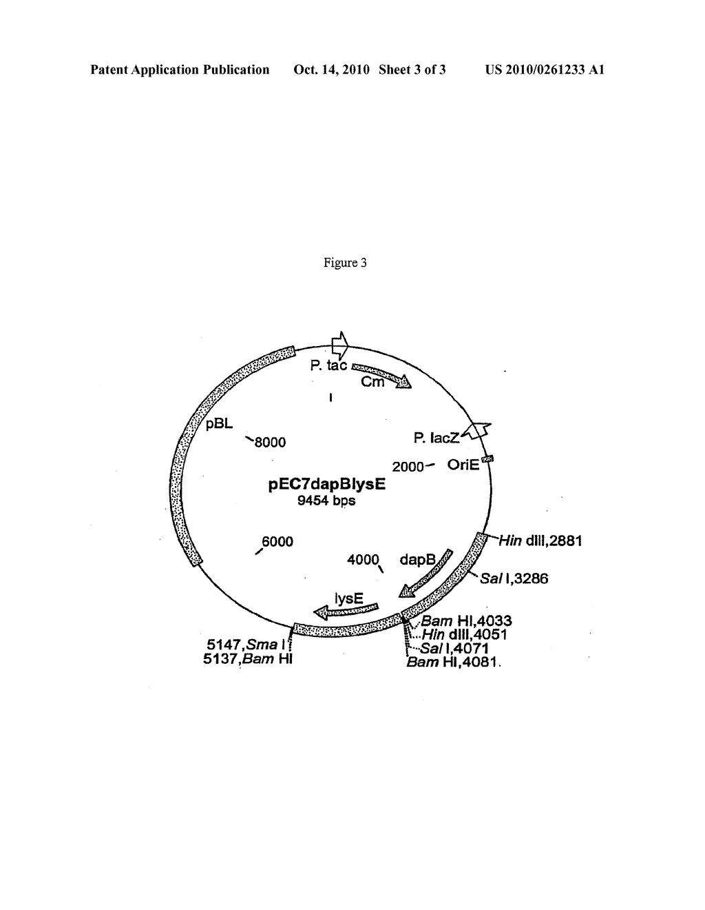 L-LYSINE-PRODUCING CORYNEBACTERIA AND PROCESS FOR THE PREPARATION OF L-LYSINE - diagram, schematic, and image 04