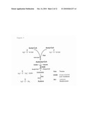 FERMENTATIVE PRODUCTION OF ACETONE FROM RENEWABLE RESOURCES BY MEANS OF NOVEL METABOLIC PATHWAY diagram and image