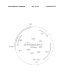 METHOD OF PRODUCTION OF L-AMINO ACIDS diagram and image