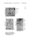 Use of a Granulin or a Granulin-Like Compound in the Therapy or Prophylaxis of Chronic Pains diagram and image