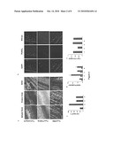 Chemical chaperones and methods of use thereof for inhibiting proliferation of the phytopathogenic fungus Fusarium ssp. diagram and image