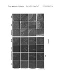 Chemical chaperones and methods of use thereof for inhibiting proliferation of the phytopathogenic fungus Fusarium ssp. diagram and image