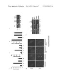 Chemical chaperones and methods of use thereof for inhibiting proliferation of the phytopathogenic fungus Fusarium ssp. diagram and image