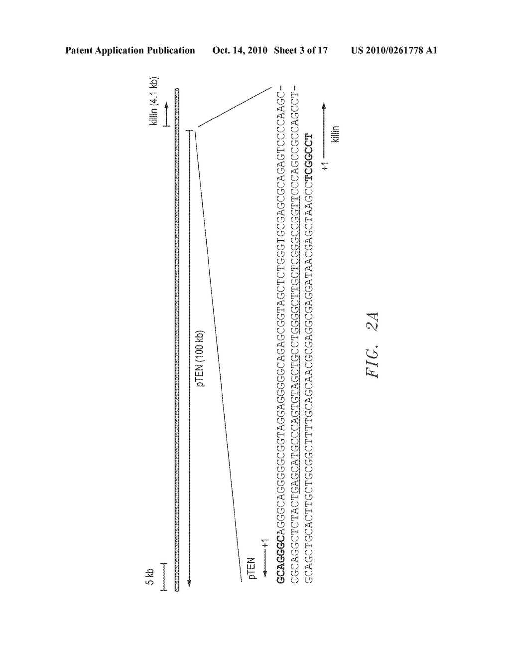 Tumor Suppressor Killin - diagram, schematic, and image 04