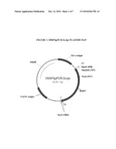 INTRA-VASCULAR KIDNEY GENE THERAPY WITH PLASMID ENCODING BMP-7 diagram and image