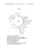 INTRA-VASCULAR KIDNEY GENE THERAPY WITH PLASMID ENCODING BMP-7 diagram and image