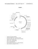 INTRA-VASCULAR KIDNEY GENE THERAPY WITH PLASMID ENCODING BMP-7 diagram and image