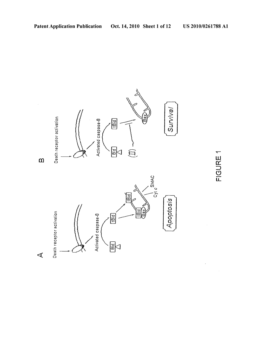 Inhibition of Bid-Induced Cell-Death Using Small Organic Molecules - diagram, schematic, and image 02