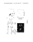 Inhibition of Bid-Induced Cell-Death Using Small Organic Molecules diagram and image