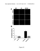 Inhibition of Bid-Induced Cell-Death Using Small Organic Molecules diagram and image