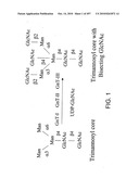 Factor VIII: remodeling and glycoconjugation of factor VIII diagram and image